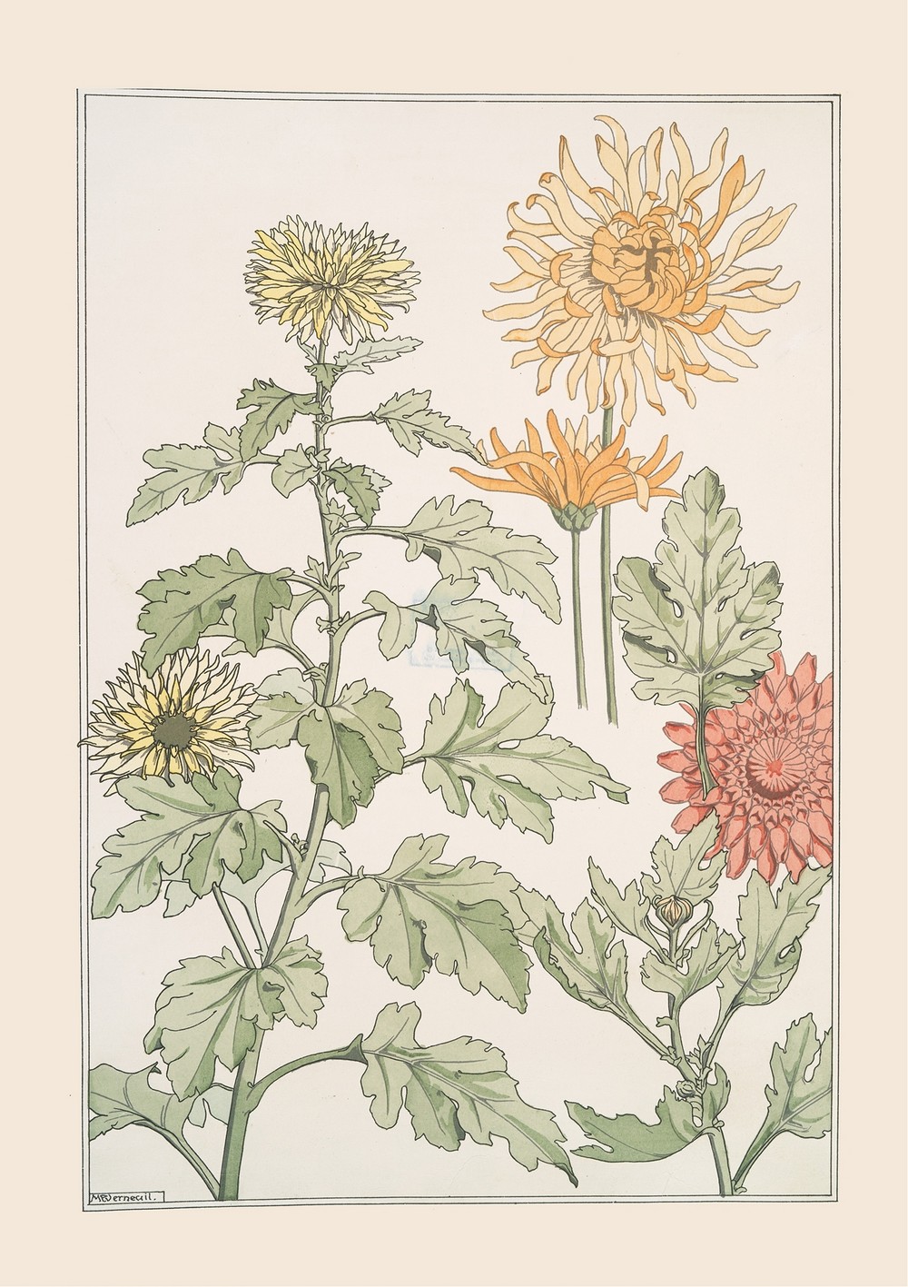 Chrysanthème