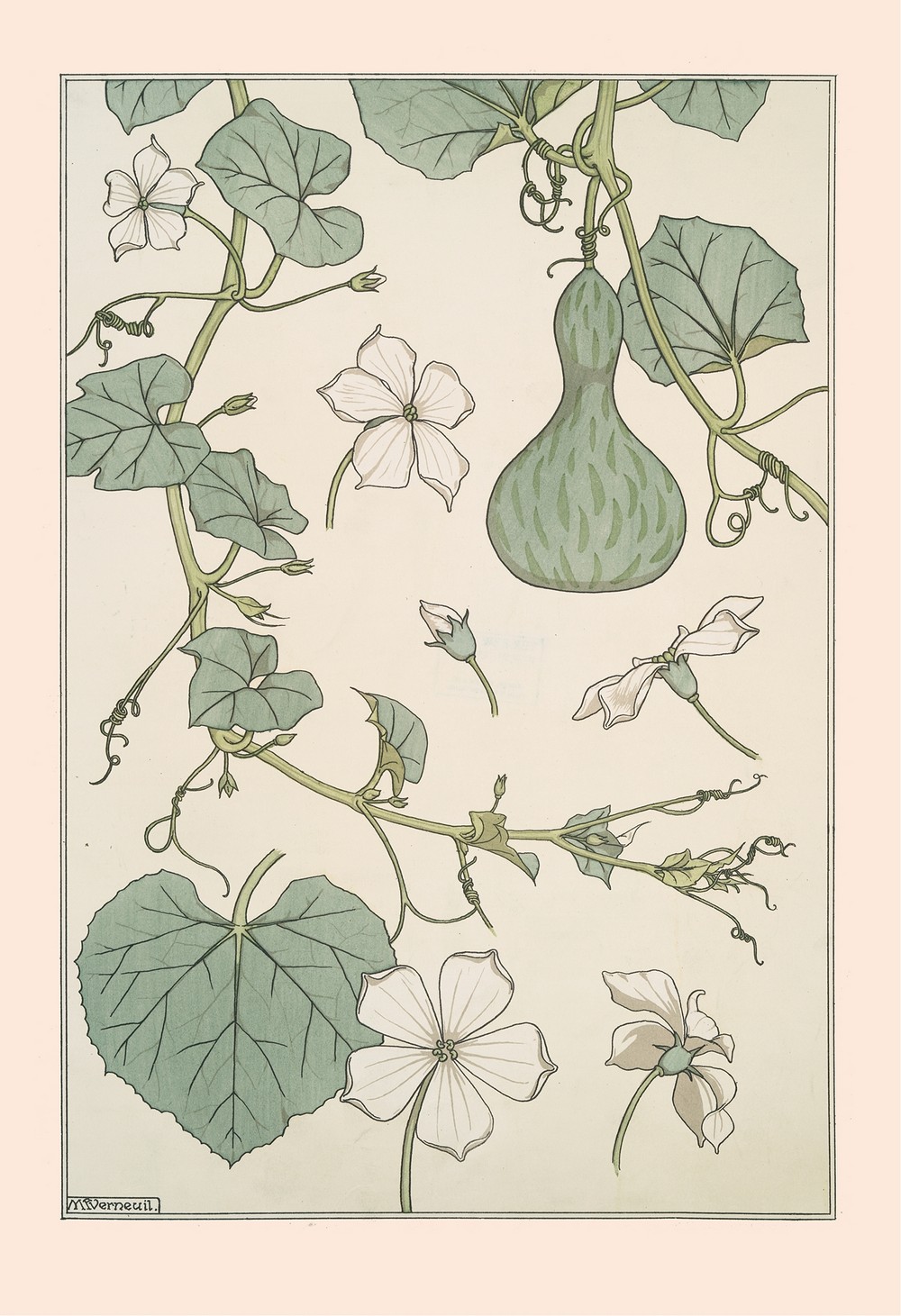 Courge