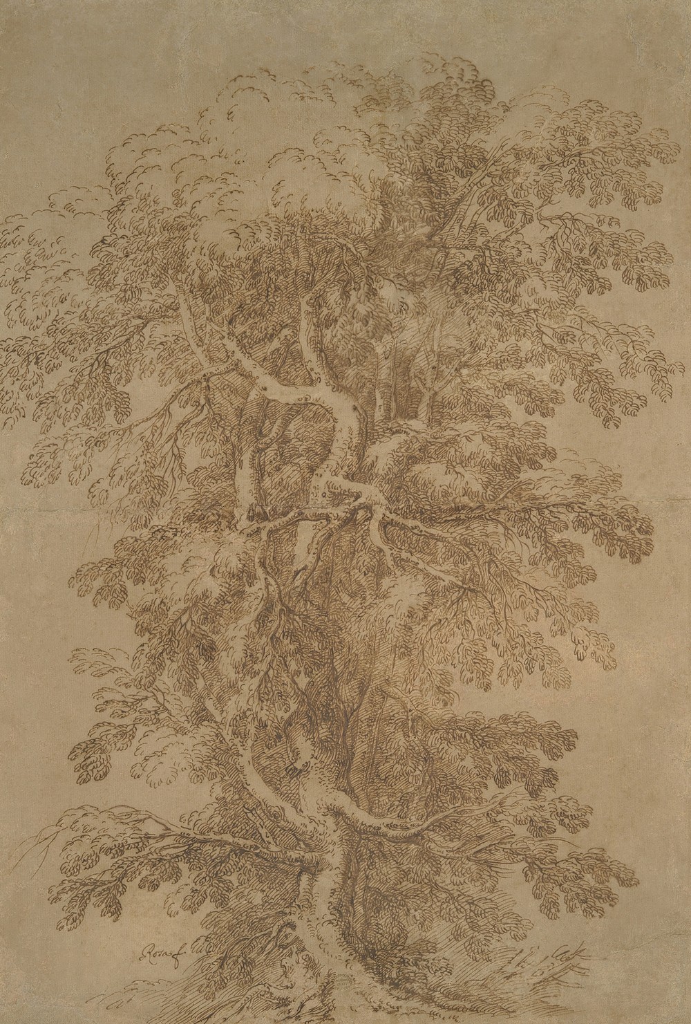 A Large Tree (1615–73)