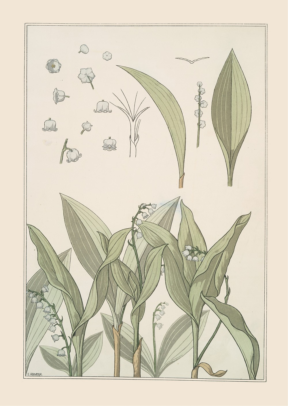 Muguet