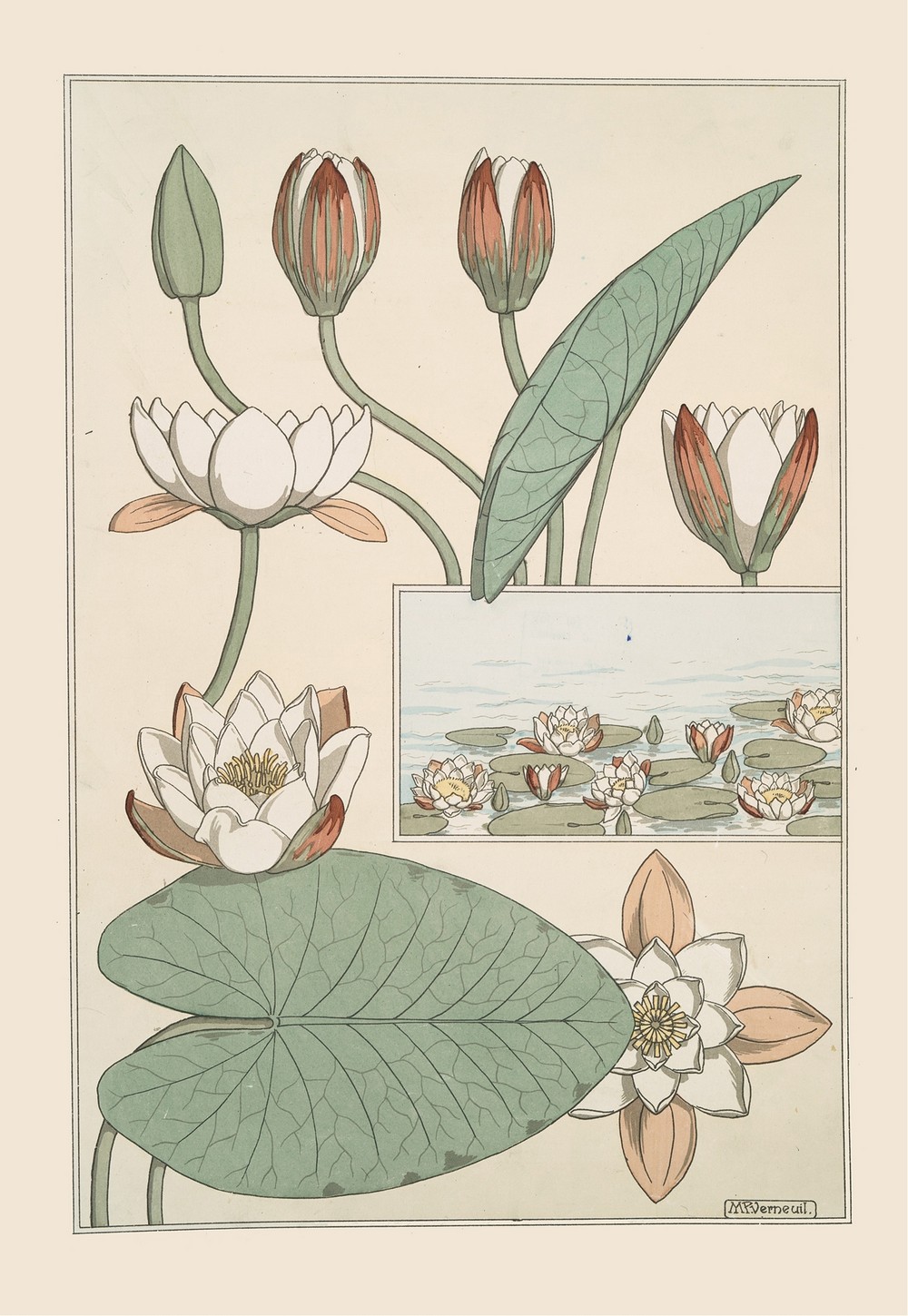 Nénuphar