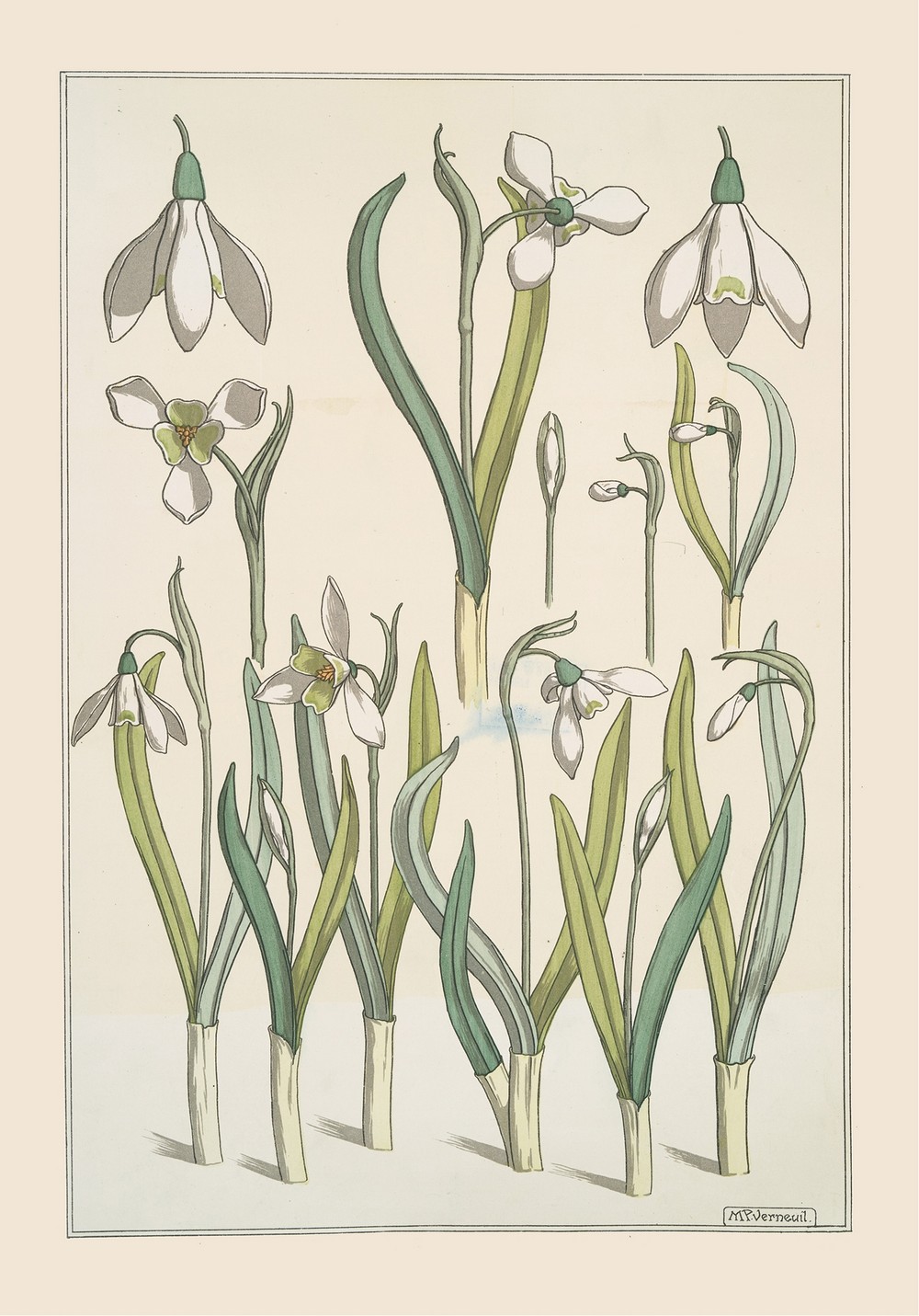 Perce-neige