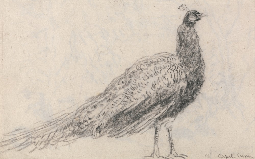Peacock at Capel Curig (1840s)
