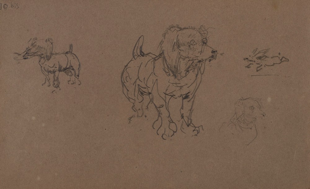 Études de chiens