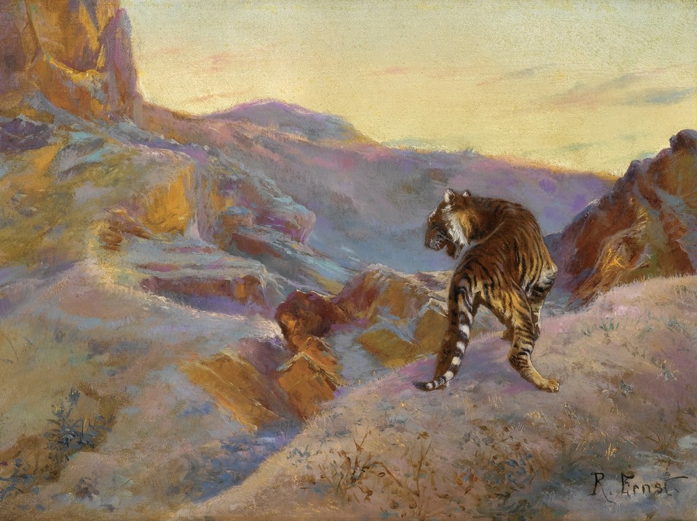 Tiger in the mountains