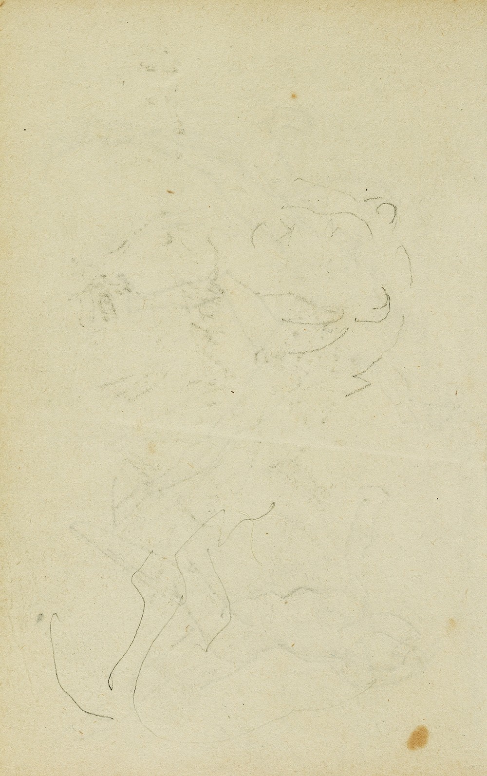 Sketches of head and hind legs of a lion