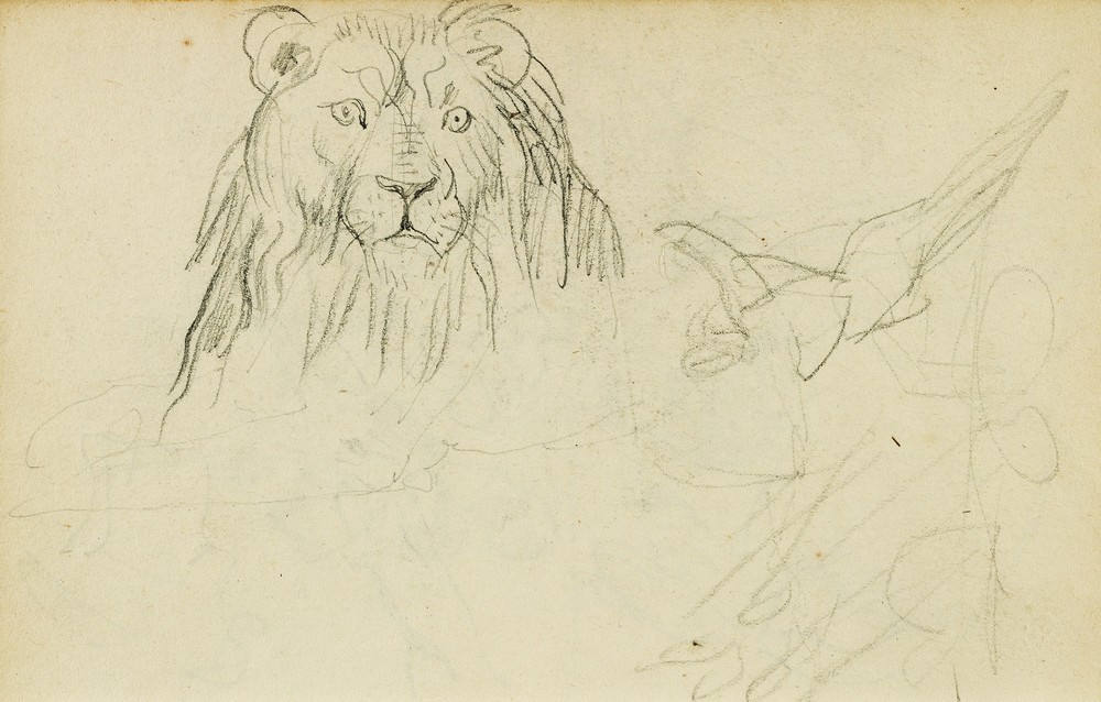 Head on view of seated lion