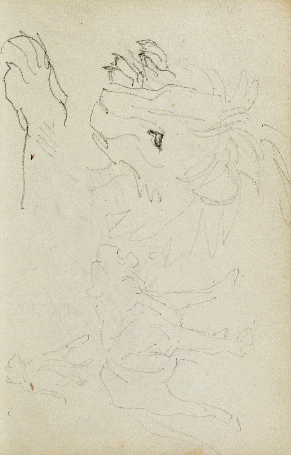 Lion studies