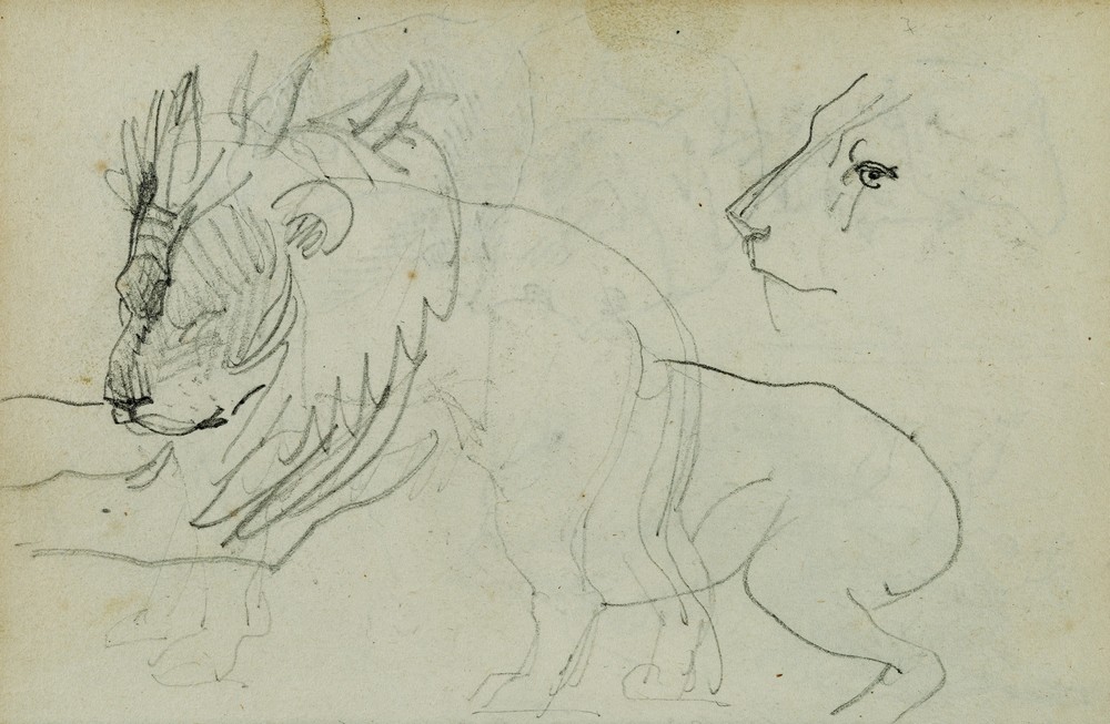 Lion studies