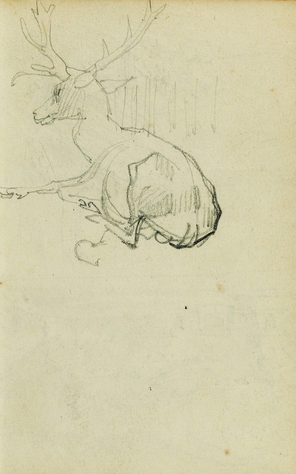 Seated Stag