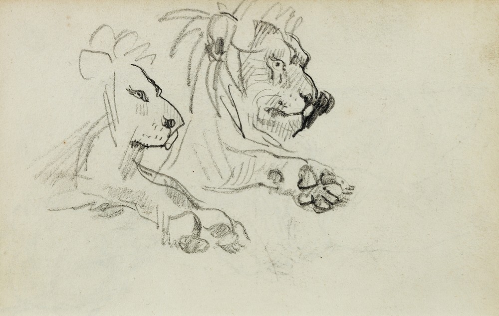 Two lion studies