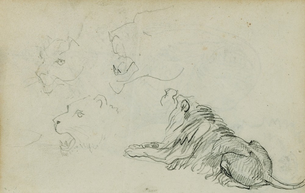 Four lion studies