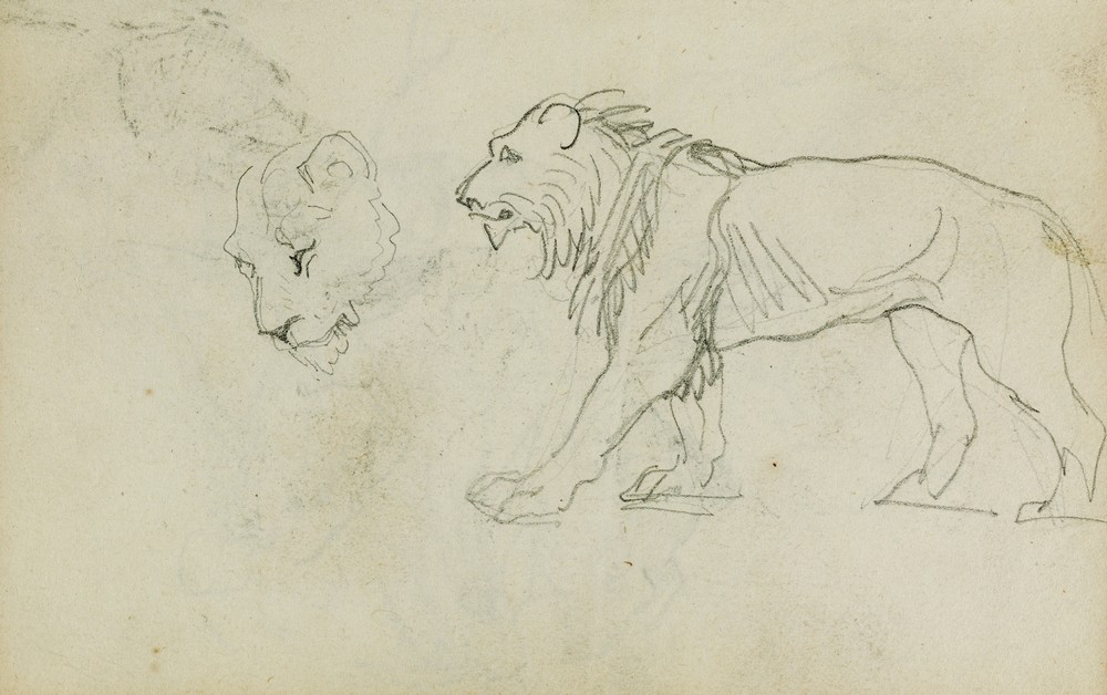 Lion walking, head of a lioness