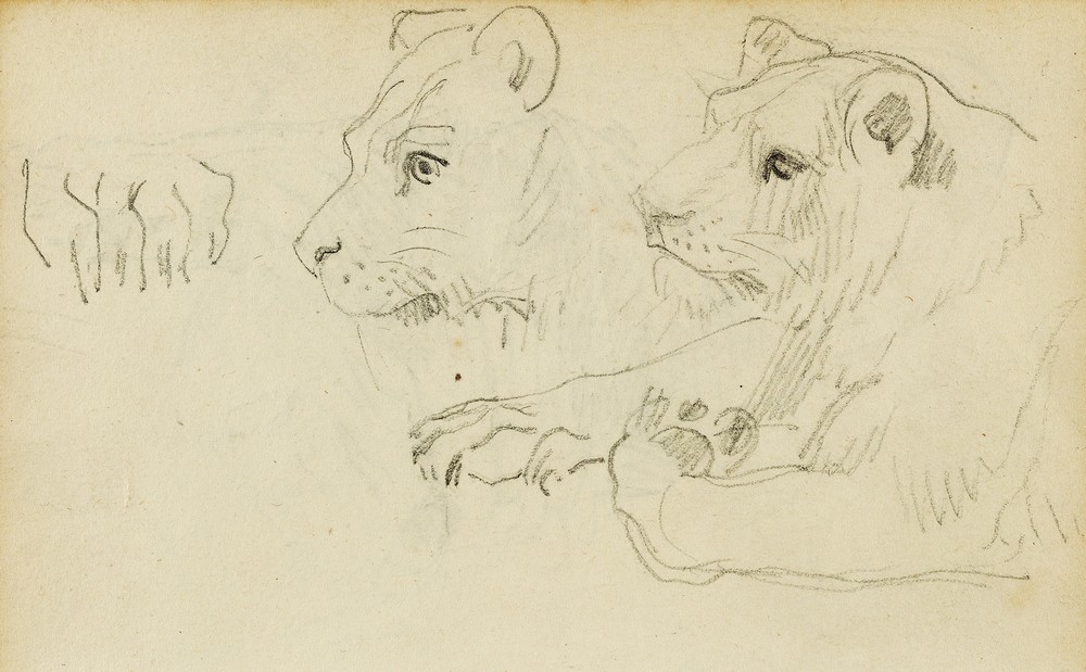 Studies of the head and forelegs of a lioness