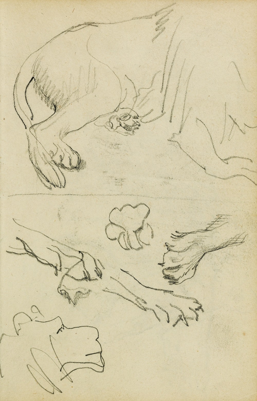 Various studies of lion leg, paws and head