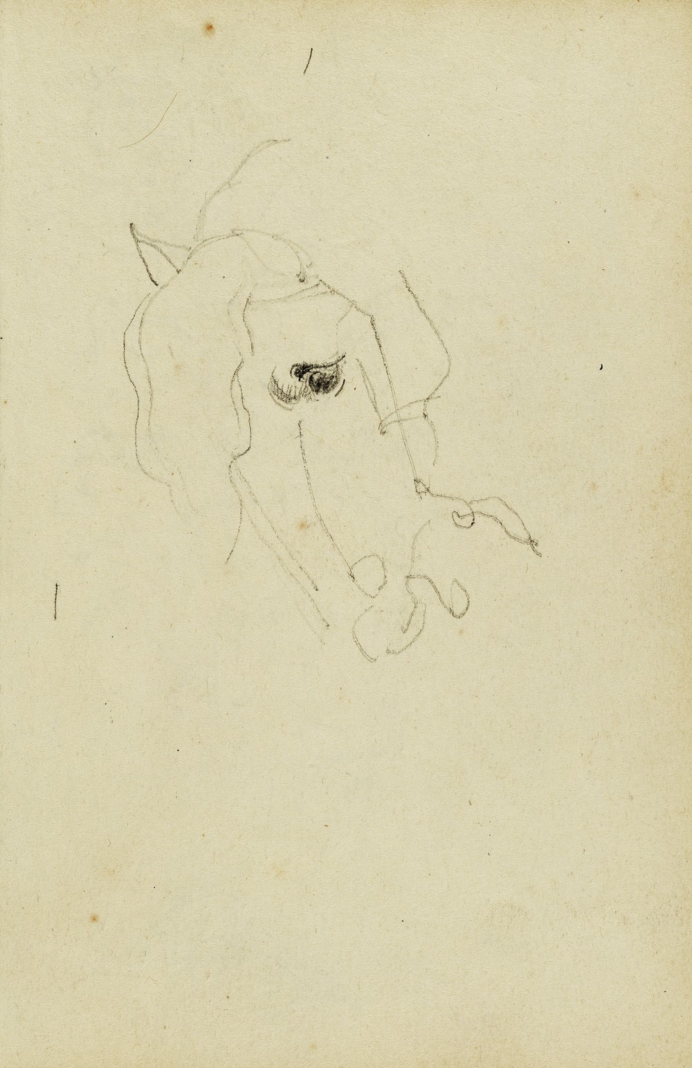 Horse head