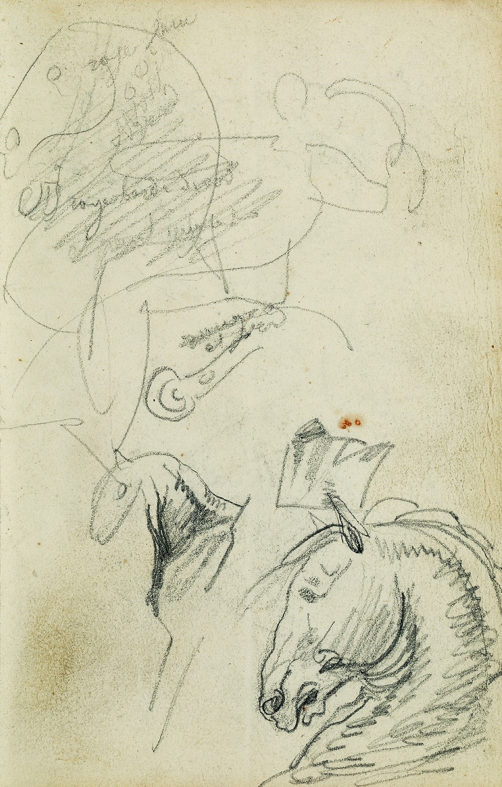 Horse studies