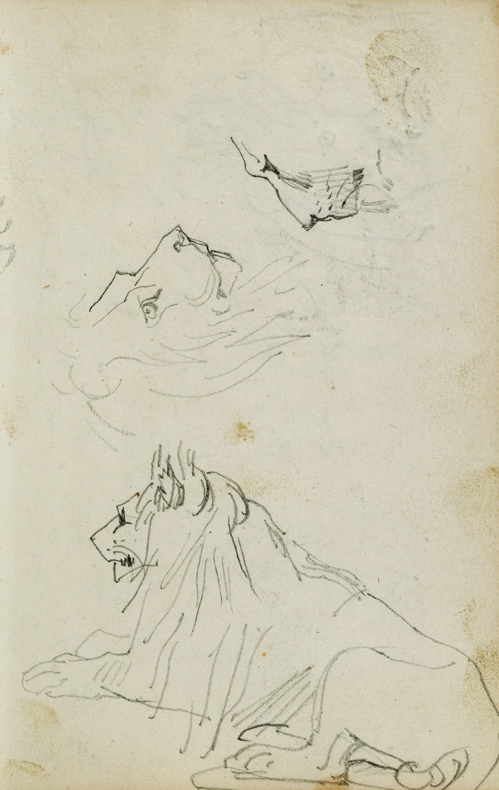 Seated lion, two lion head studies