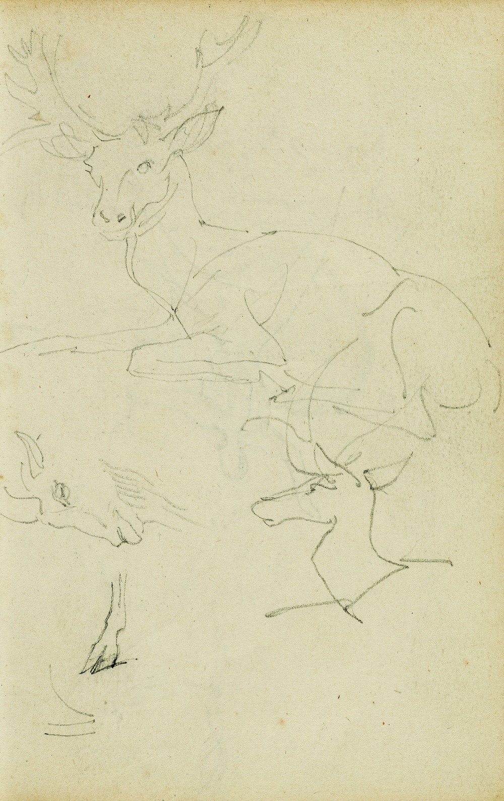 Studies of a seated stag, a fawn, a goat head