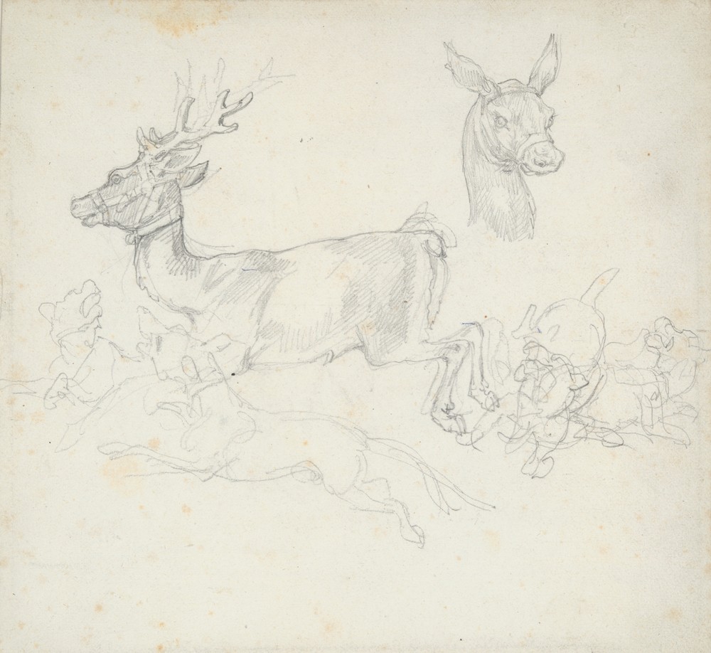 Study of Deer Chased by Dogs, Doe’s Head (early 19th century)