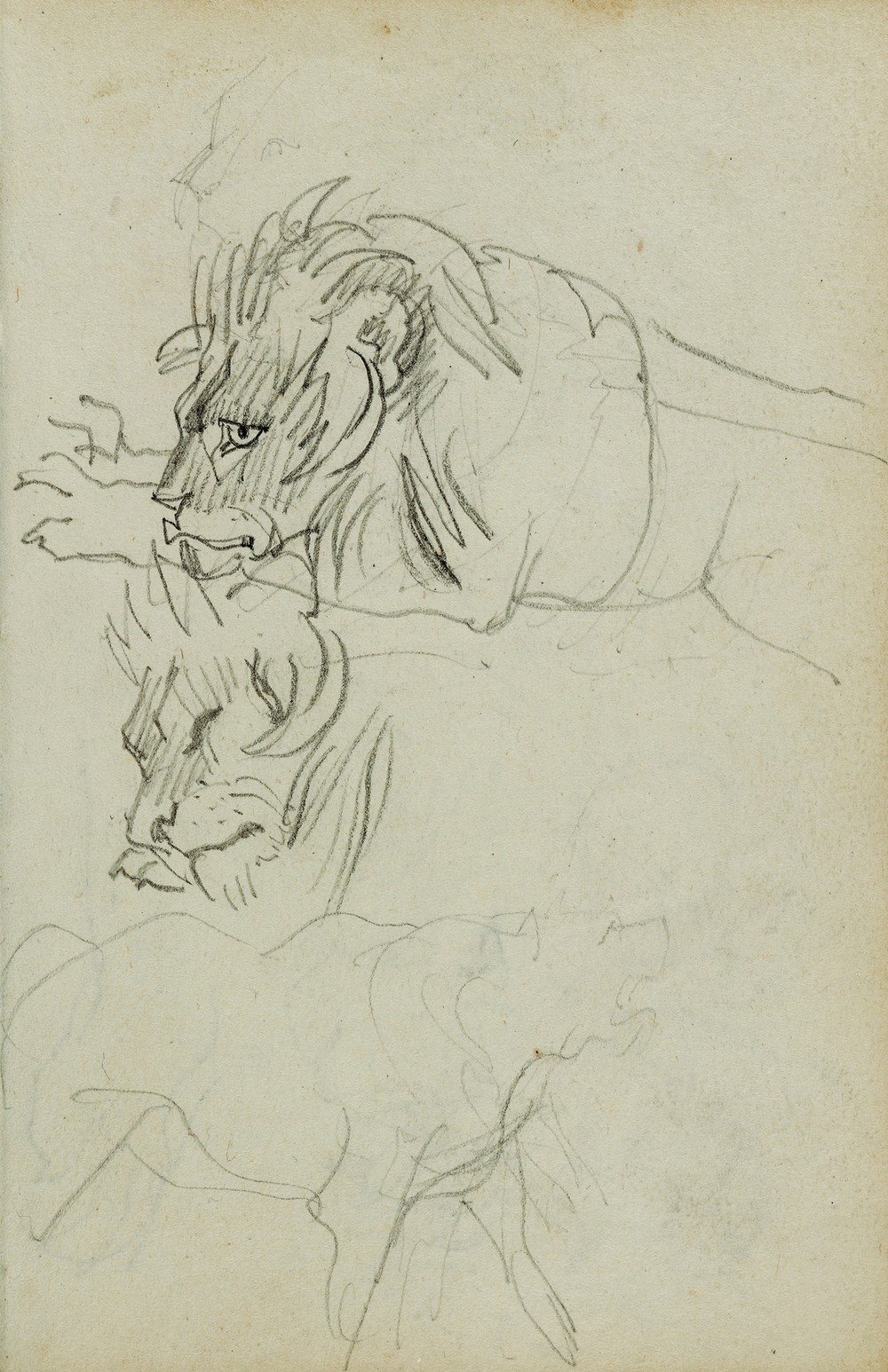 Three lion studies