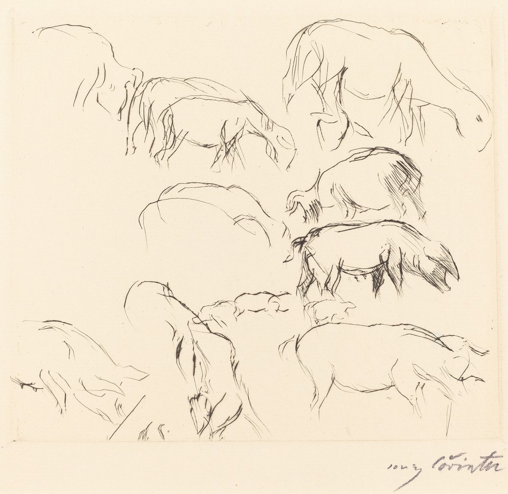 Animal Studies (Verschiedene Tierstudien)