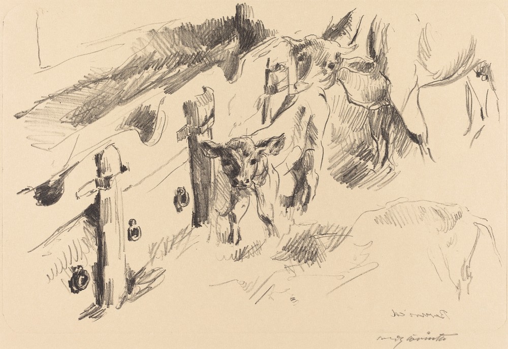 Calves (Kälber)