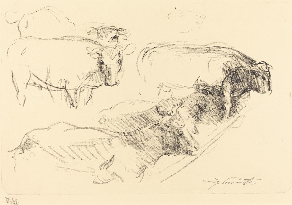 Cows (Kühe)
