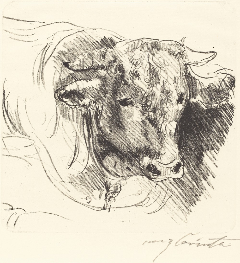 Head of a Steer (Stierkopf)
